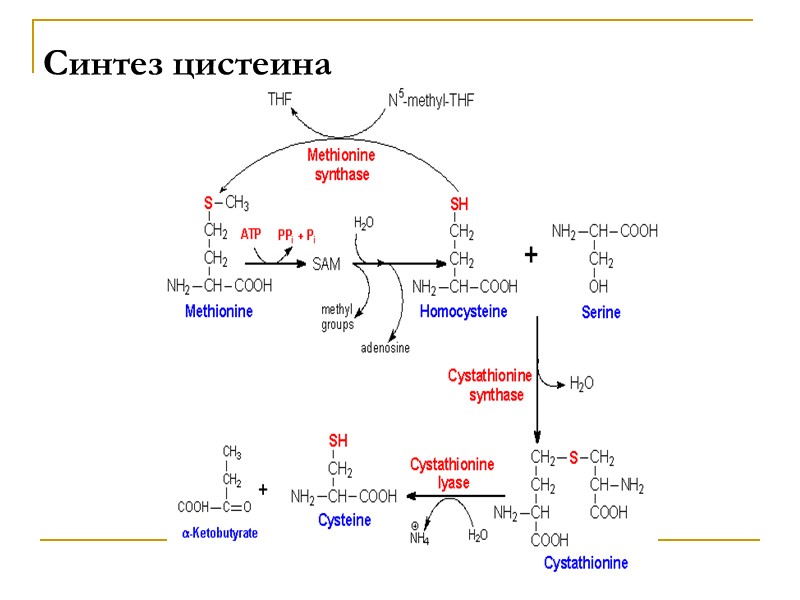 Синтез цистеина